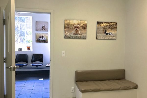 You'll be welcomed into one of three exam rooms, each equipped with a bench for you and your pet.